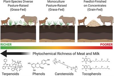 Health-Promoting Phytonutrients Are Higher in Grass-Fed Meat and Milk